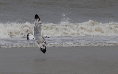 Pontische Meeuw / Caspian Gull / Larus cachinnans