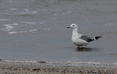 Pontische Meeuw / Caspian Gull / Larus cachinnans