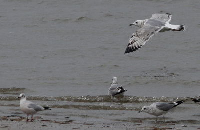 Pontische Meeuw / Caspian Gull / Larus cachinnans