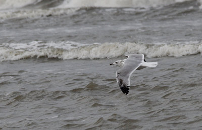 Pontische Meeuw / Caspian Gull / Larus cachinnans