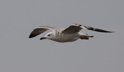 Pontische Meeuw / Caspian Gull / Larus cachinnans