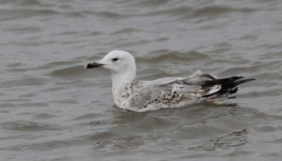 Pontische Meeuw / Caspian Gull / Larus cachinnans