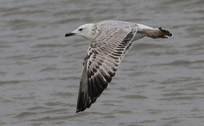 Pontische Meeuw / Caspian Gull / Larus cachinnans