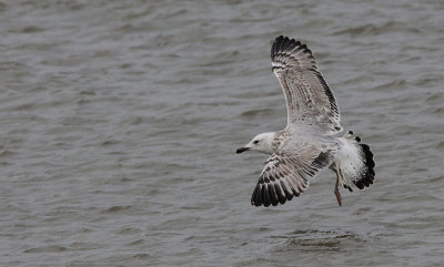 Pontische Meeuw / Caspian Gull / Larus cachinnans