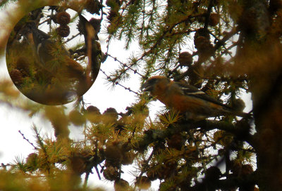 Witbandkruisbek / Two-barred Crossbill / Loxia leucoptera