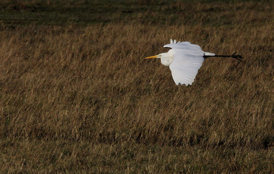 Grote zilverreiger / Great Egret / Ardea alba