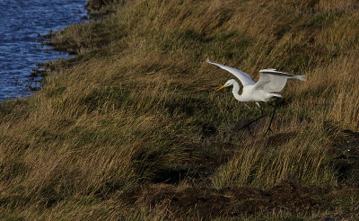 Grote zilverreiger / Great Egret / Ardea alba
