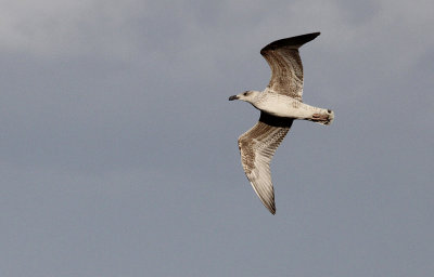 Grote mantelmeeuw / Great Black-backed Gull / Larus marinus