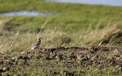 Strandleeuwerik / Horned Lark / Eremophila alpestris