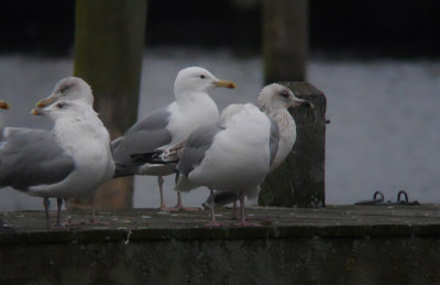 Pontische Meeuw / Caspian Gull / Larus cachinnans