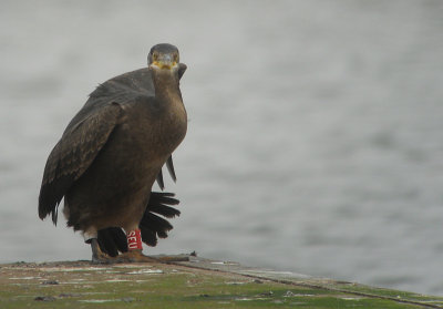 Kuifaalscholver / European shag / Phalacrocorax aristotelis