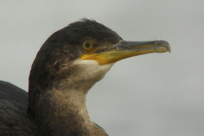 Kuifaalscholver / European shag / Phalacrocorax aristotelis