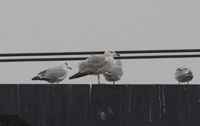 Pontische Meeuw / Caspian Gull / Larus cachinnans