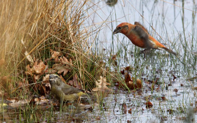 Grote Kruisbek / Parrot Crossbill / Loxia pytyopsittacus
