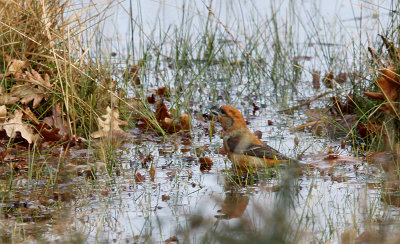 Grote Kruisbek / Parrot Crossbill / Loxia pytyopsittacus