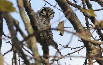 Sperweruil / Northern Hawk Owl / Surnia ulula