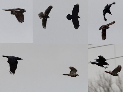 Sperweruil / Northern Hawk Owl / Surnia ulula