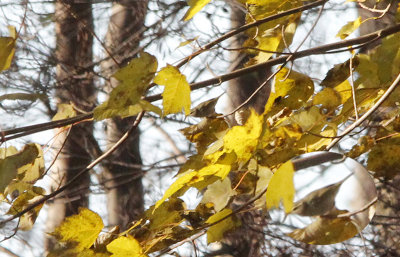 Swinhoes Boszanger / Two-barred (Greenish) Warbler / Phylloscopus plumbeitarsus