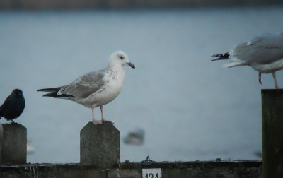 Pontische Meeuw / Caspian Gull / Larus cachinnans