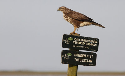 Buizerd / Common Buzzard / Buteo buteo