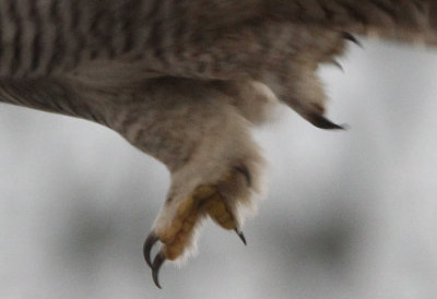 Sperweruil / Eurasian Hawk Owl / Surnia ulula