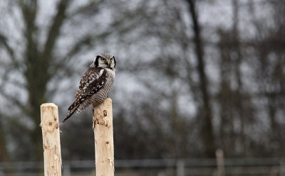 Sperweruil / Eurasian Hawk Owl / Surnia ulula
