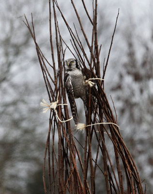 Sperweruil / Eurasian Hawk Owl / Surnia ulula