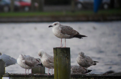 Geelpootmeeuw / Yellow-legged Gull / Larus michahellis