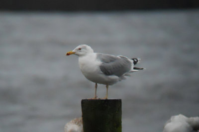 Baltische Zilvermeeuw / Baltic Herring Gull / Larus a. argentatus
