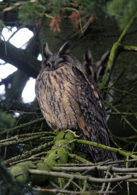 Ransuil / Long-eared Owl / Asio otus