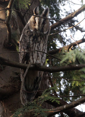 Ransuil / Long-eared Owl / Asio otus