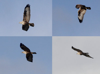 Arendbuizerd / Long-legged Buzzard / Buteo rufinus