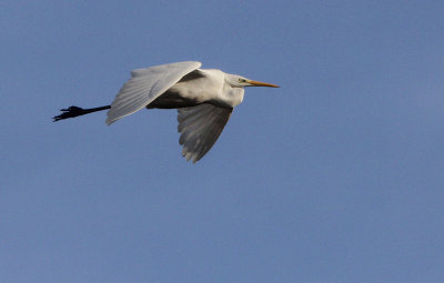 Grote Zilverreiger