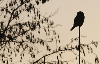 Sperweruil / Eurasian Hawk Owl / Surnia ulula