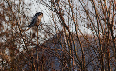 Sperweruil / Eurasian Hawk Owl / Surnia ulula