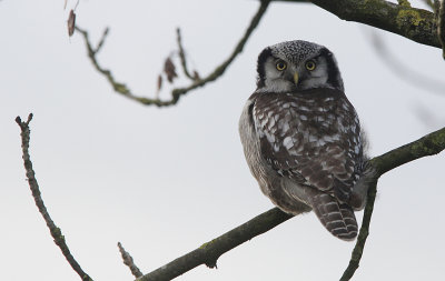 Sperweruil / Eurasian Hawk Owl / Surnia ulula