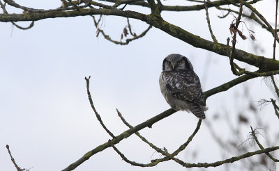 Sperweruil / Eurasian Hawk Owl / Surnia ulula