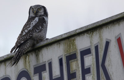 Sperweruil / Eurasian Hawk Owl / Surnia ulula