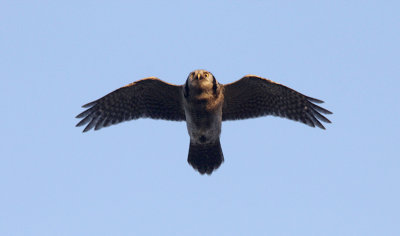 Sperweruil / Eurasian Hawk Owl / Surnia ulula