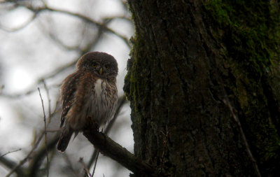 Dwerguil / Eurasian Pygmy Owl / Glaucidium passerinum