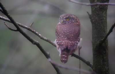 Dwerguil / Eurasian Pygmy Owl / Glaucidium passerinum