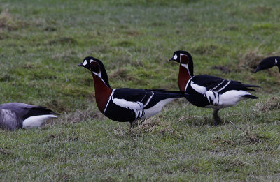 Roodhalsgans / Red-breasted Goose / Branta ruficollis