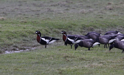 Roodhalsgans / Red-breasted Goose / Branta ruficollis