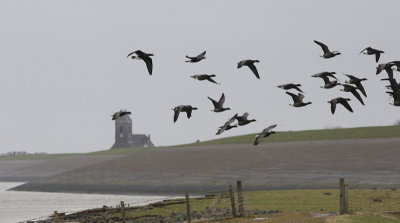 Roodhalsgans / Red-breasted Goose / Branta ruficollis