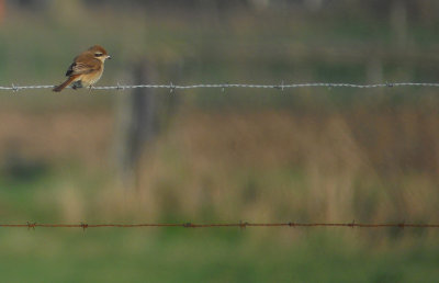 Bruine Klauwier / Brown Shrike / Lanius cristatus