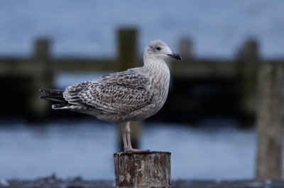 Zilvermeeuw / Herring Gull / Larus a. argentatus