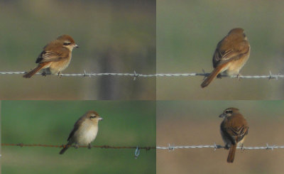 Bruine Klauwier / Brown Shrike / Lanius cristatus