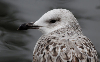 Pontische Meeuw / Caspian Gull / Larus cachinnans