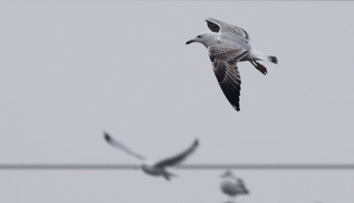 Pontische Meeuw / Caspian Gull / Larus cachinnans