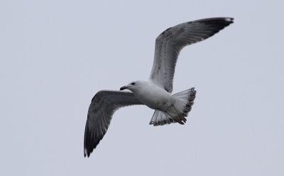 Pontische Meeuw / Caspian Gull / Larus cachinnans